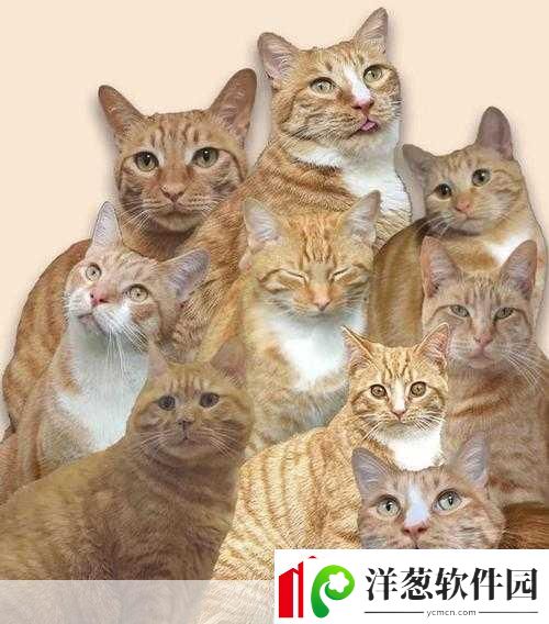 猫咪MV最新地域名怎么取